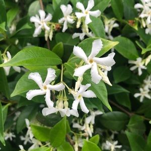 Meet your Posher, Vicky